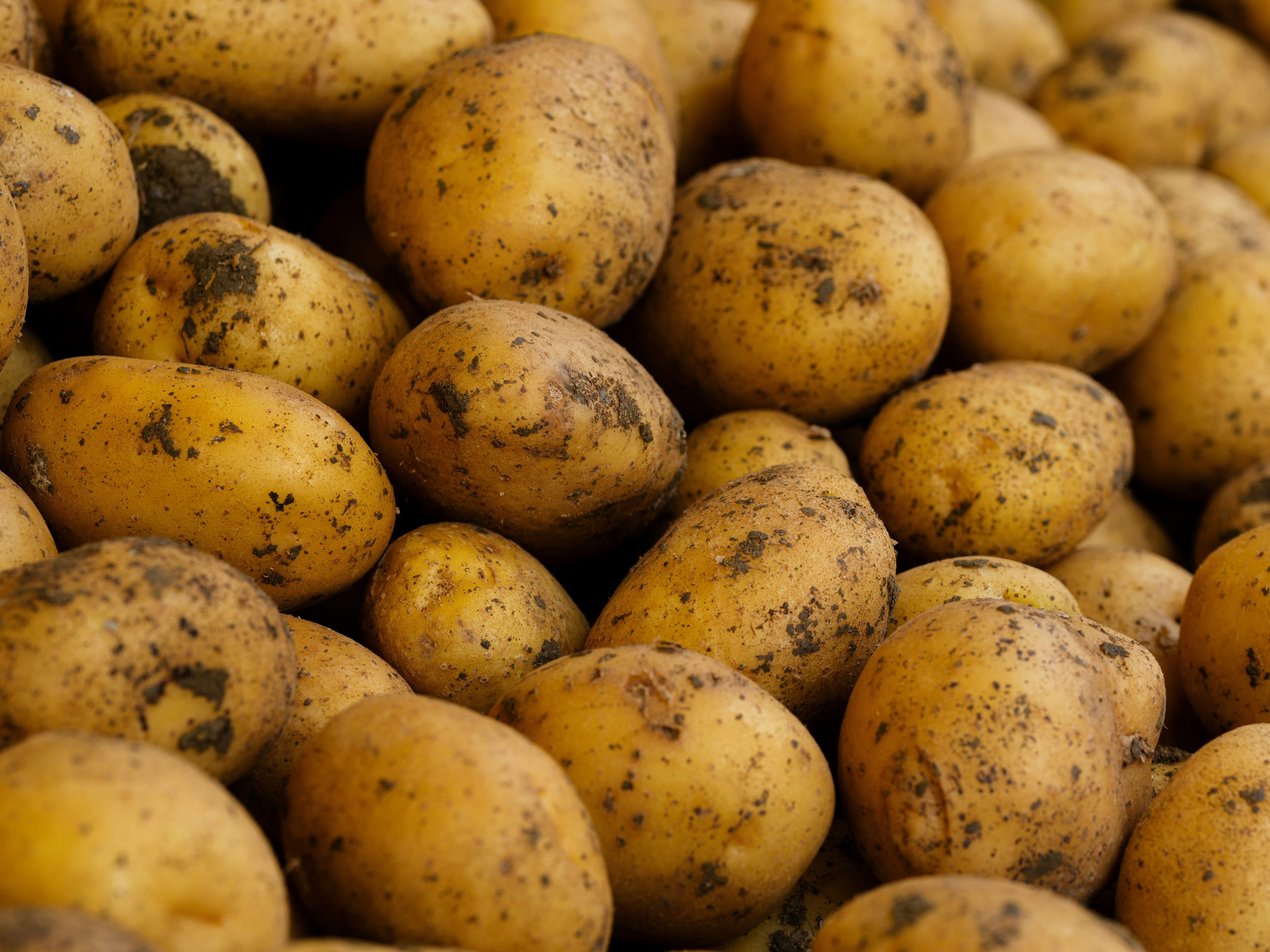 Culture de pommes de terre sous serre